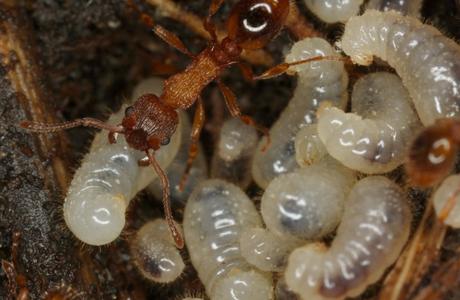 Säbeldornige Knotenameise  (Myrmica sabuleti) - © Christian Komposch
